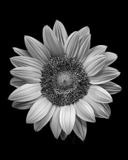 Sunflower Tattoo Designs Pictures (170)