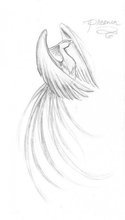 Fenix Tatuaje Masculina Feminina (137)