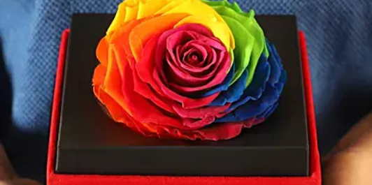 Big Forever Rainbow Rose In Black Velvet Box