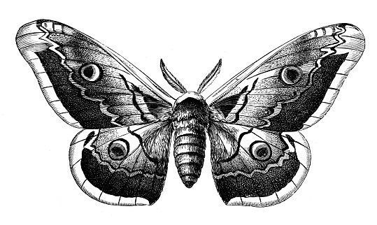 Antique Animal Illustration: Saturnia Pyri, Giant Peacock Moth