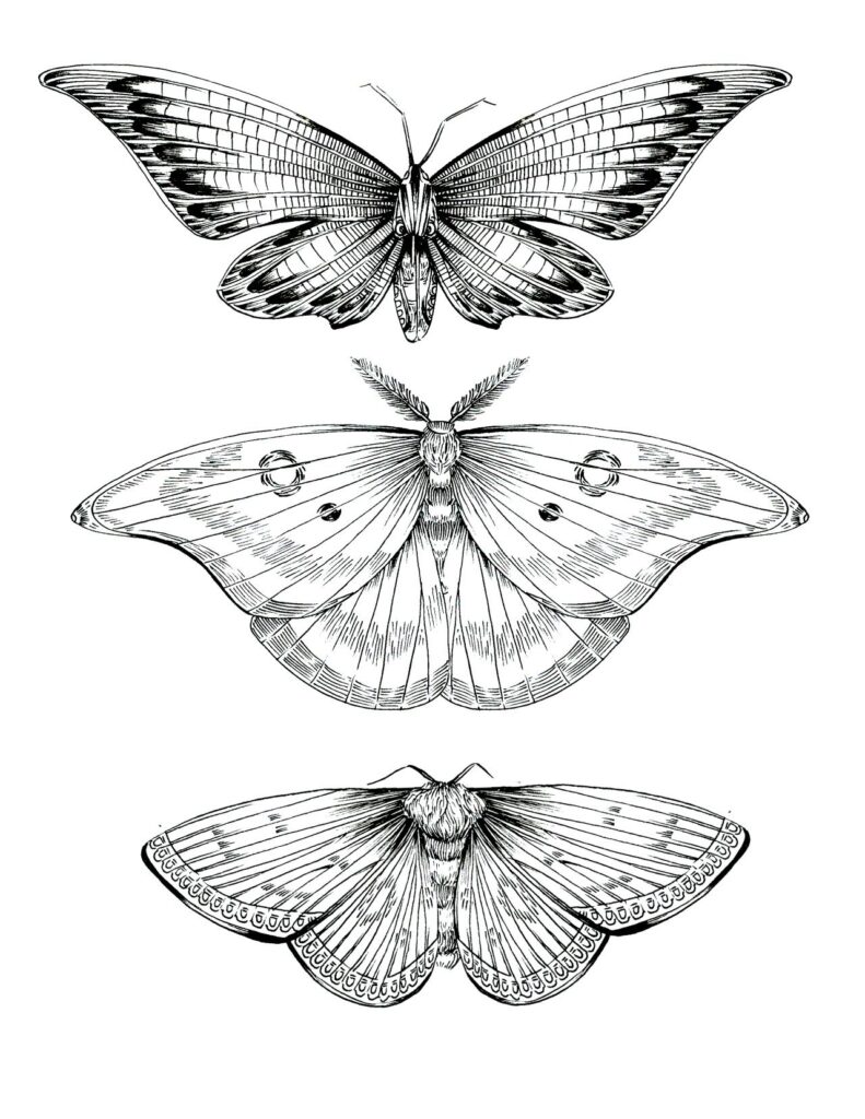 Moth Tattoos 118