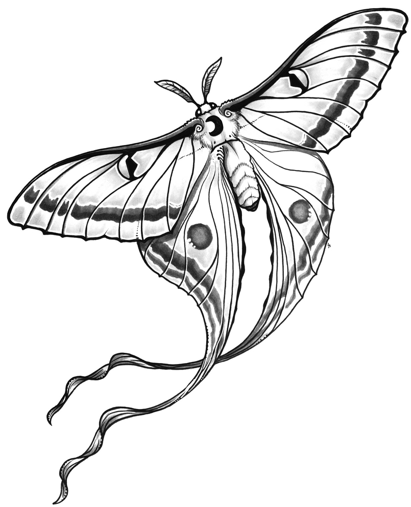 Moth Tattoos 15