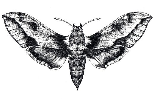Moth Tattoos 26