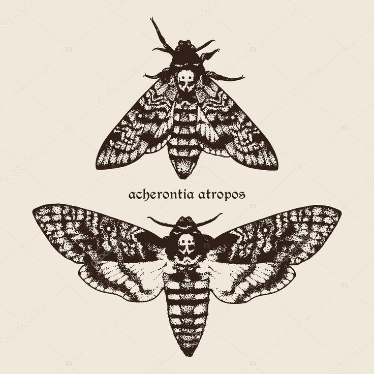 Moth Tattoos 35