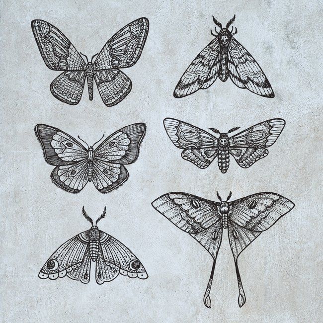 Moth Tattoos 42