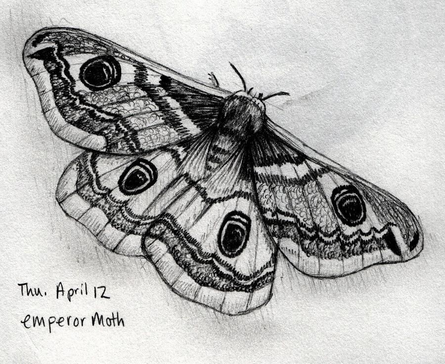 Moth Tattoos 46
