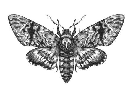 Moth Tattoos 47