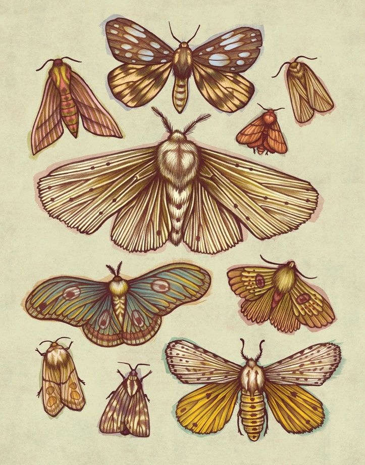 Moth Tattoos 54