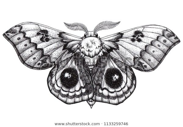 Moth Tattoos 72