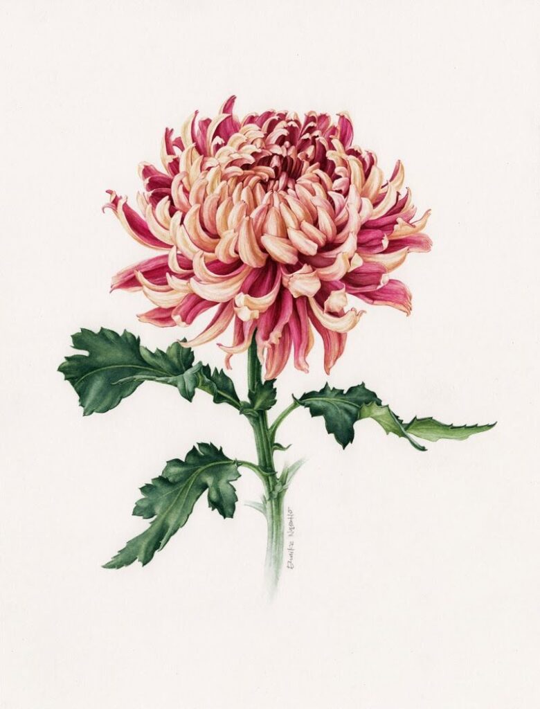 Chrysanthemum Tattoo 99