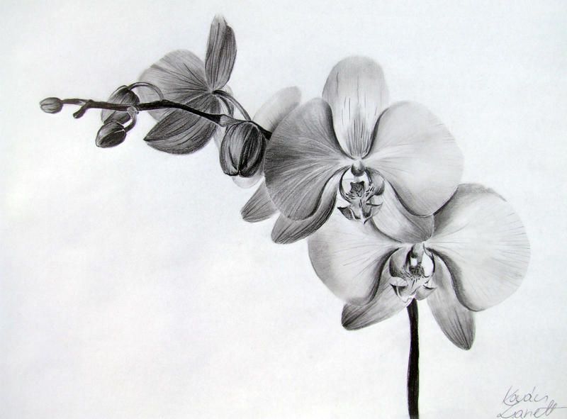 Orchid Tattoo 122