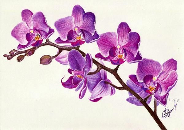 Orchid Tattoo 130