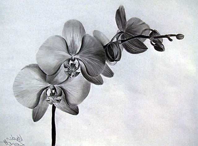 Orchid Tattoo 181