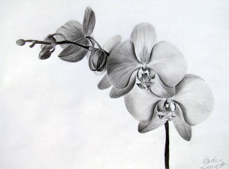 Orchid Tattoo 188