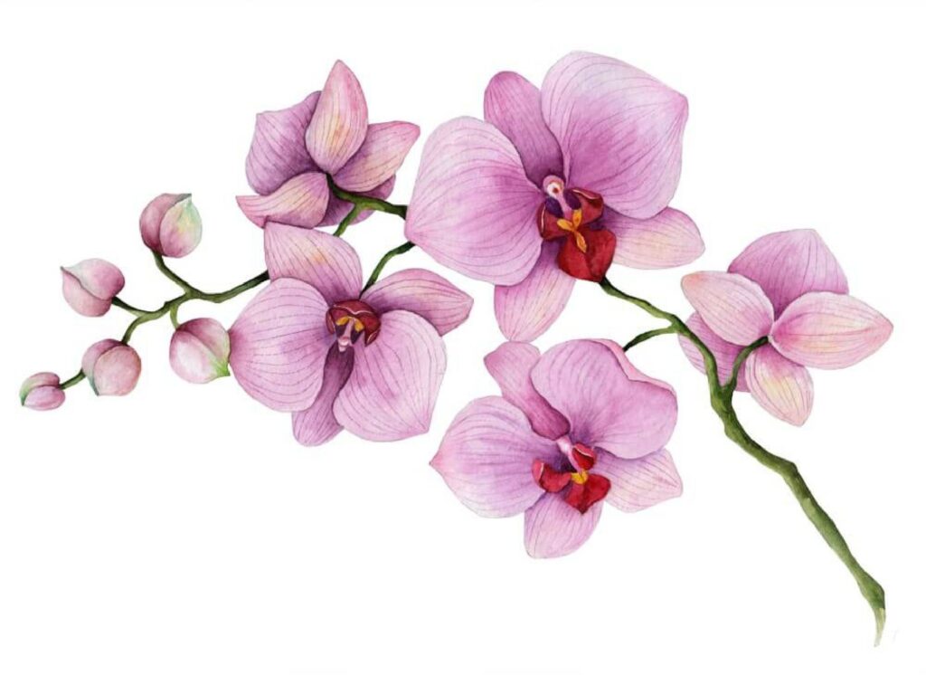 Orchid Tattoo 198