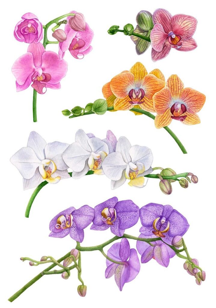 Orchid Tattoo 201