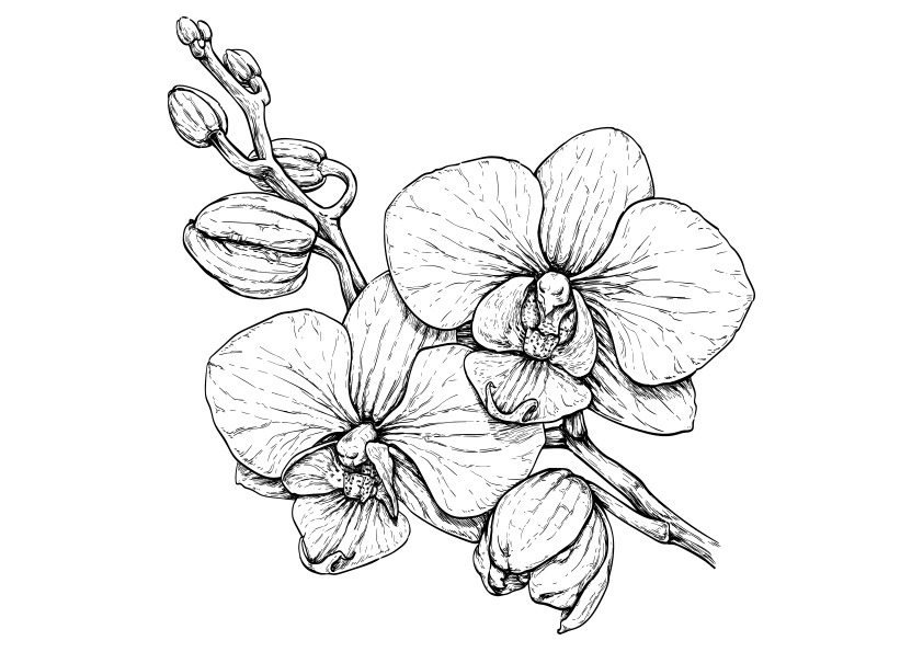 Orchid Tattoo 4