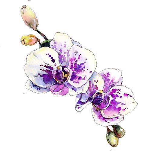Orchid Tattoo 41