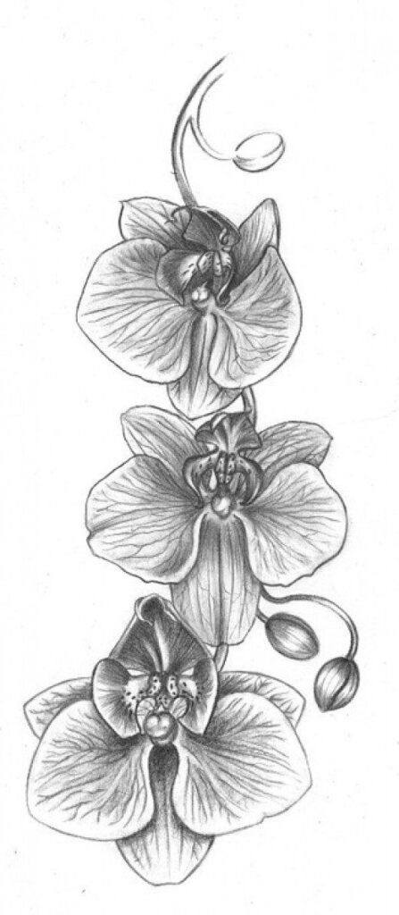Orchid Tattoo 44