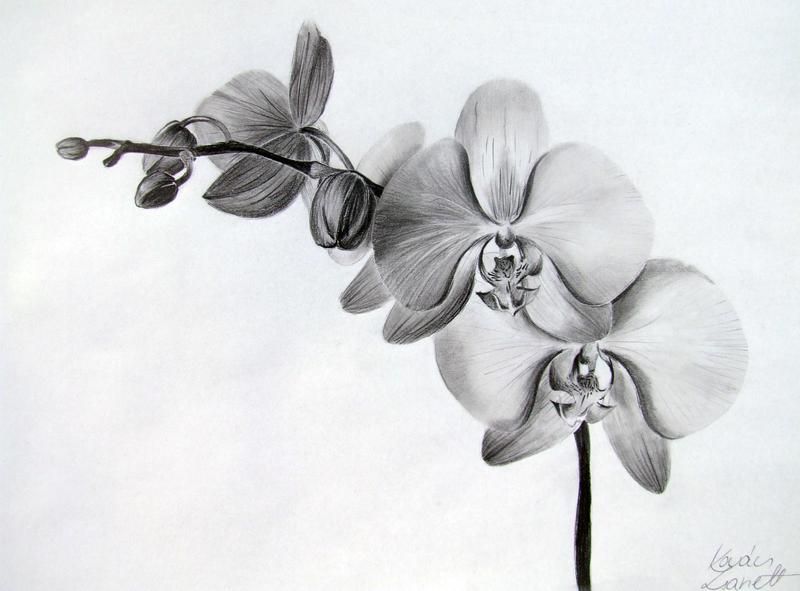 Orchid Tattoo 57