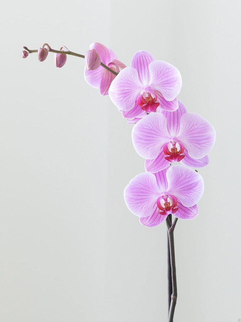 Orchid Tattoo 70