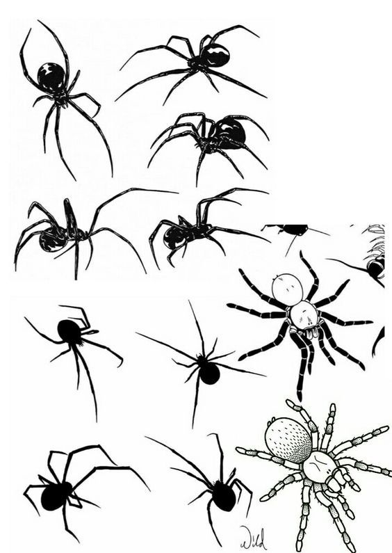 Spider Tattoo 36