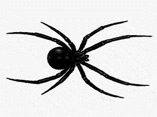Spider Tattoo 54