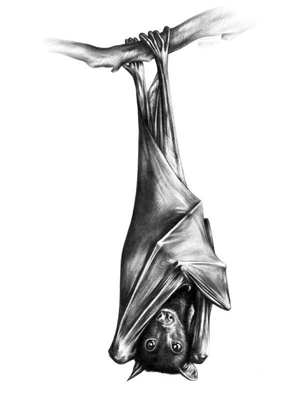 Bat Tattoos 126