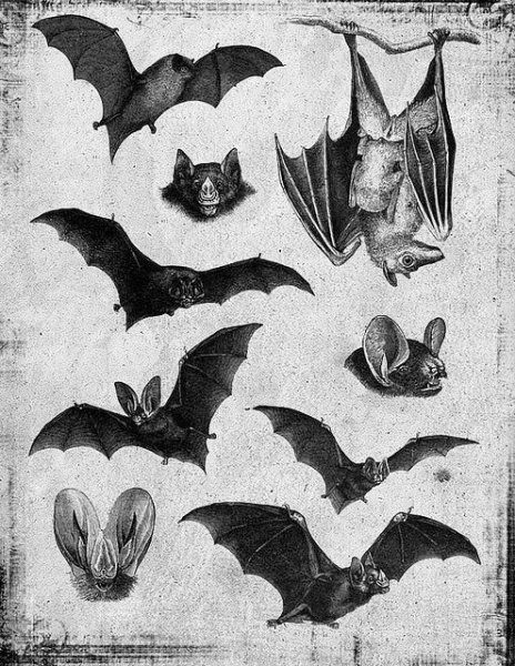 Bat Tattoos 56
