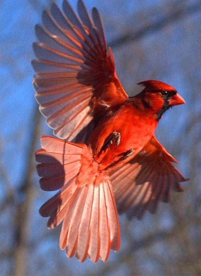 Cardinal Tattoo 11