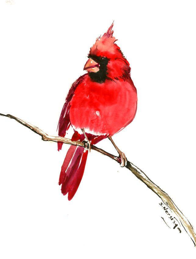 Cardinal Tattoo 140 1