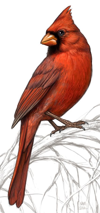 Cardinal Tattoo 148 1