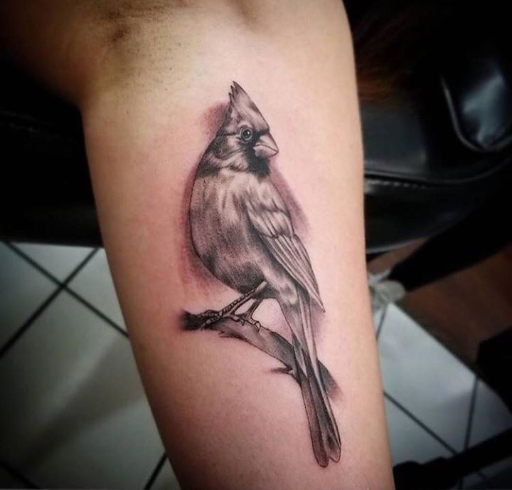Cardinal Tattoo 151