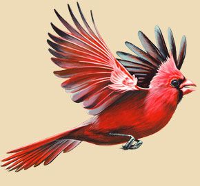 Cardinal Tattoo 166 1