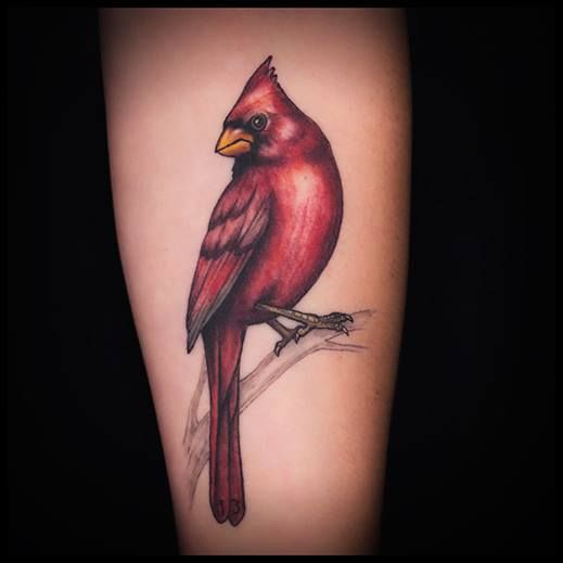 Cardinal Tattoo 47