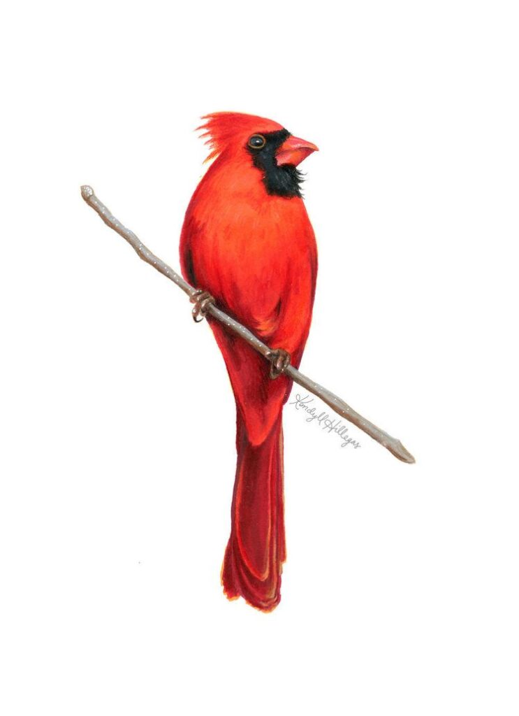 Cardinal Tattoo 6 1