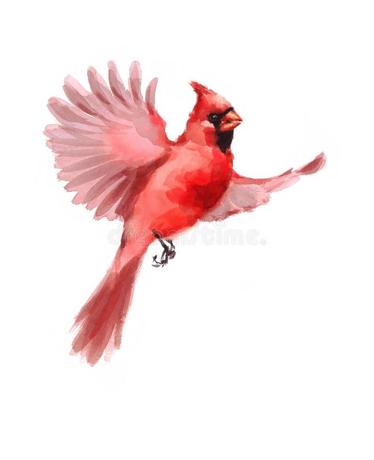 Cardinal Tattoo 9 1