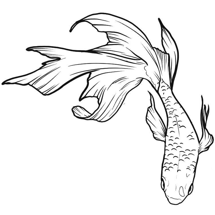 Fish Tattoos 177