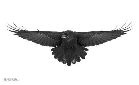 Crow Tattoos 42