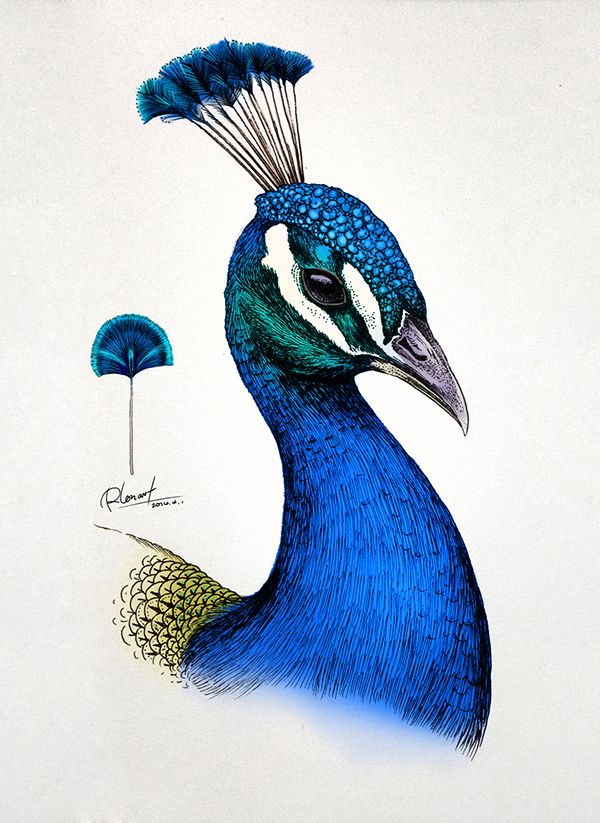 Peacock Tattoos 197
