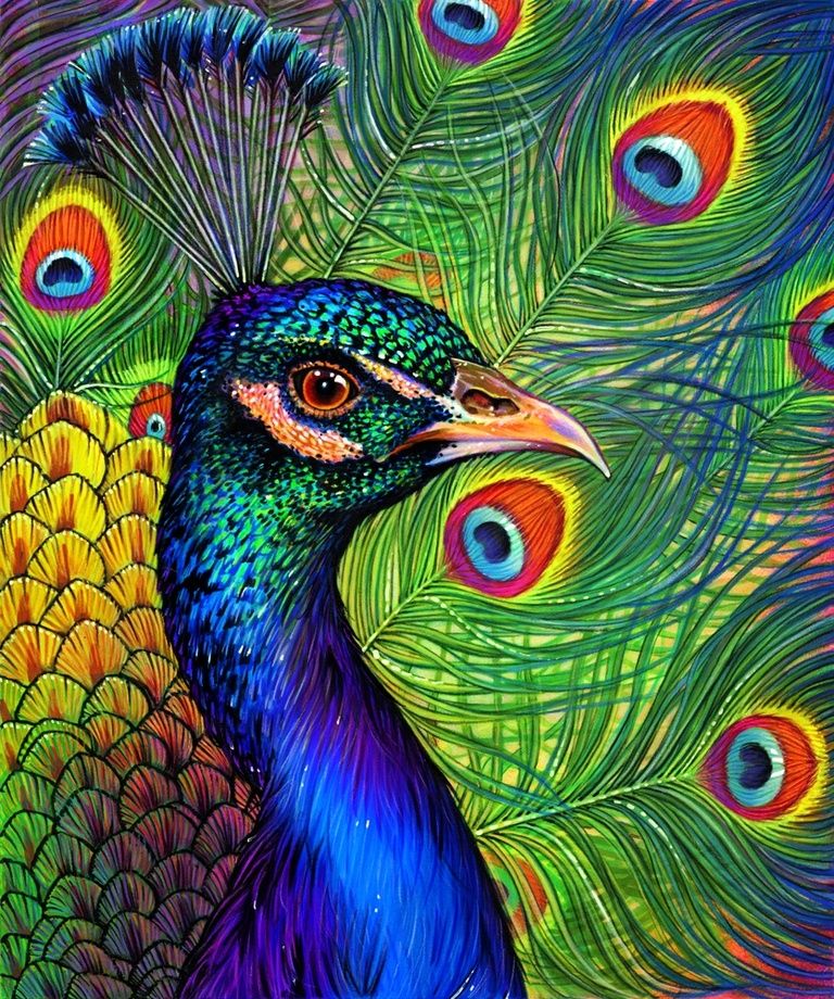Peacock Tattoos 206