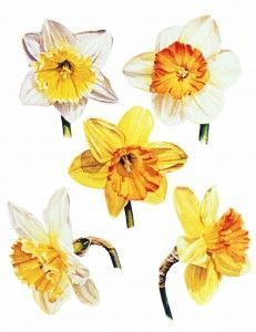 Daffodil Tattoos 126