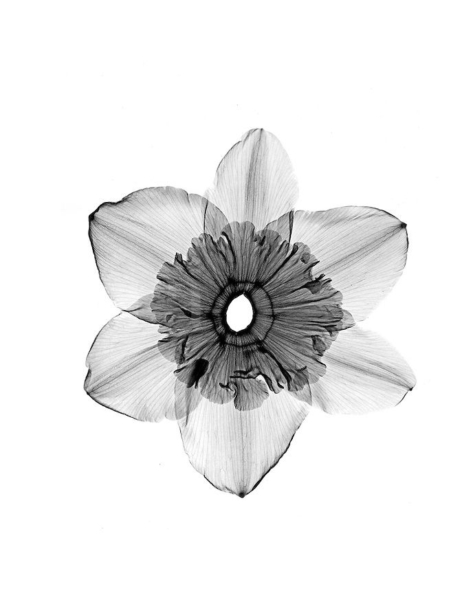 Daffodil Tattoos 150