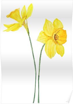 Daffodil Tattoos 185