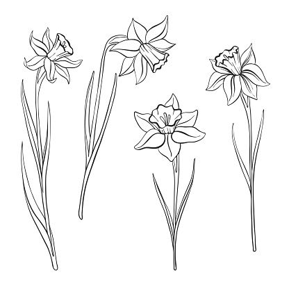 Daffodil Tattoos 190