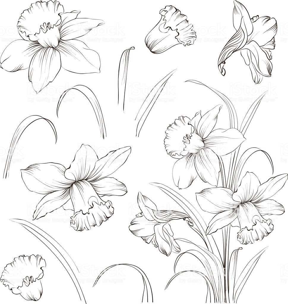 Daffodil Tattoos 2