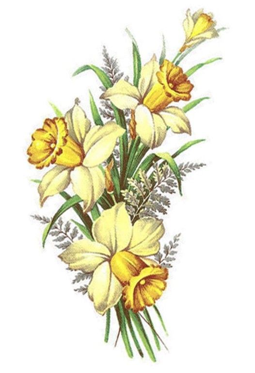 Daffodil Tattoos 23