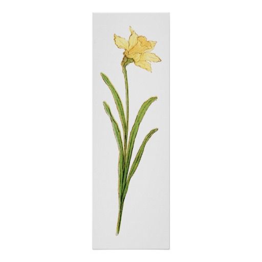 Daffodil Tattoos 27