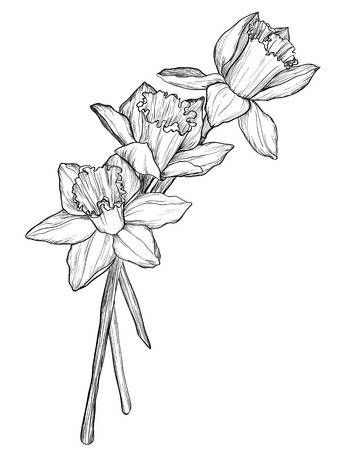 Daffodil Tattoos 53