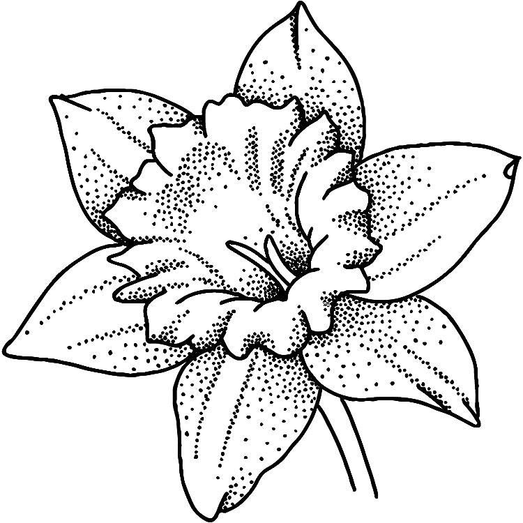 Daffodil Tattoos 54
